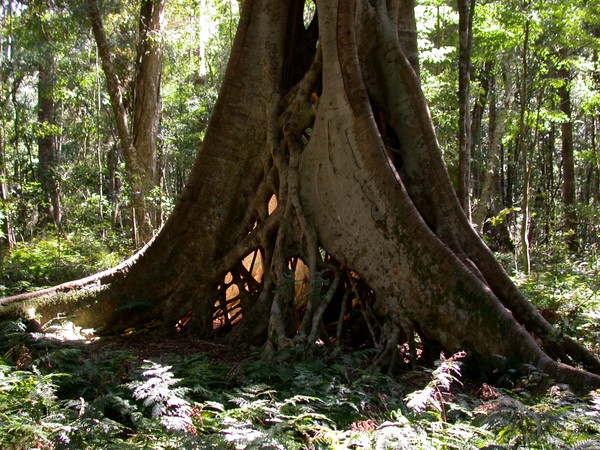 Strangle Fig Tree